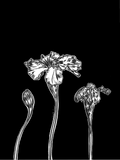 Image of black and white flowers 